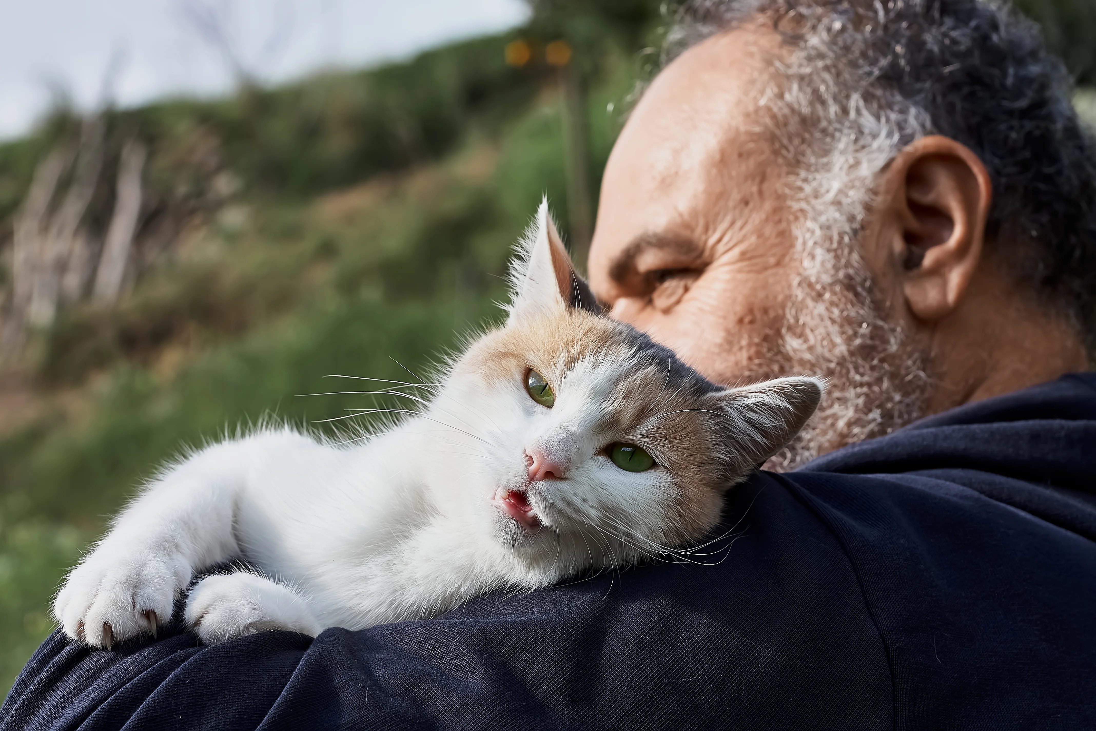 a cat lying on a person's lap